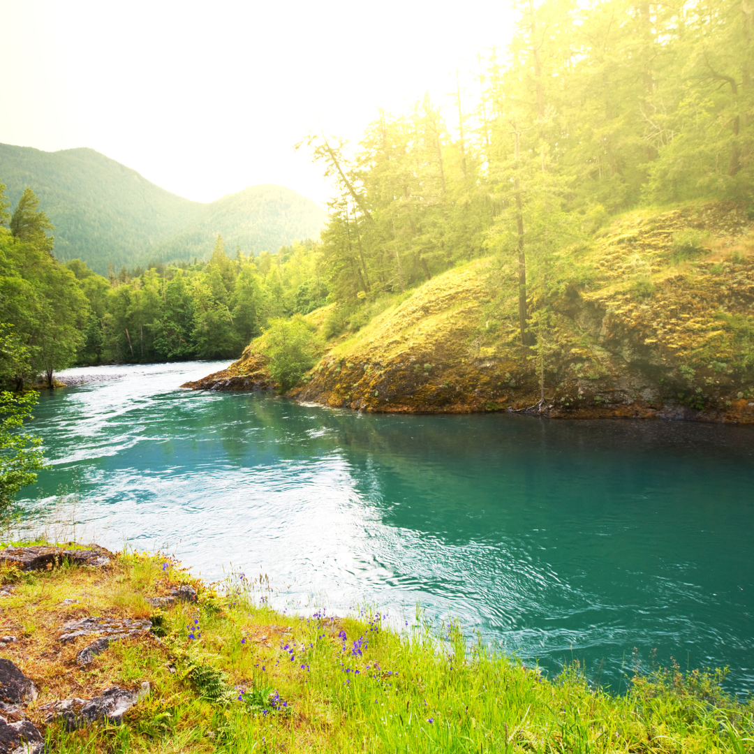 Guided Meditation for Respiroreleaf™ : Lung Oxygenator