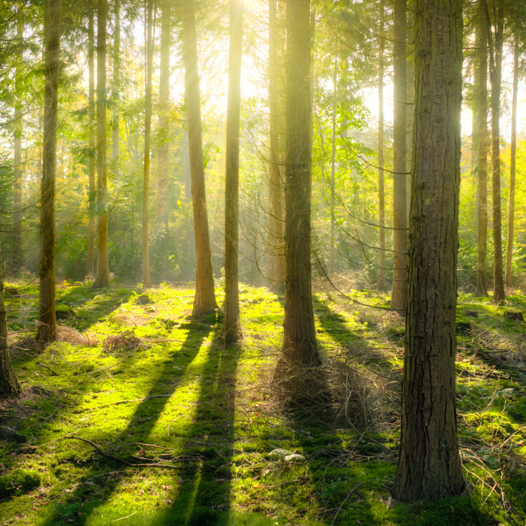 Guided Meditation for Too-Mush Immune™ ": Lymphatic Drainage