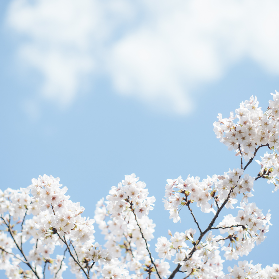 Guided Meditation for Clean Mind™ : Calming Mental Chatter