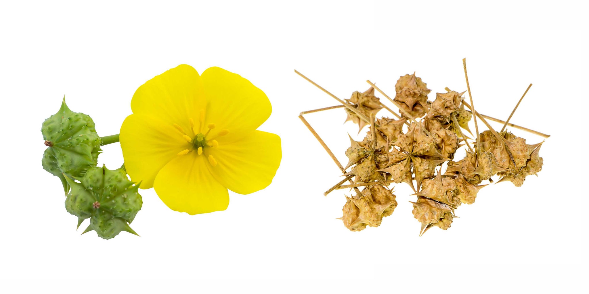 Is Tribulus the Answer to Low Testosterone? Five Studies Say Yes! 