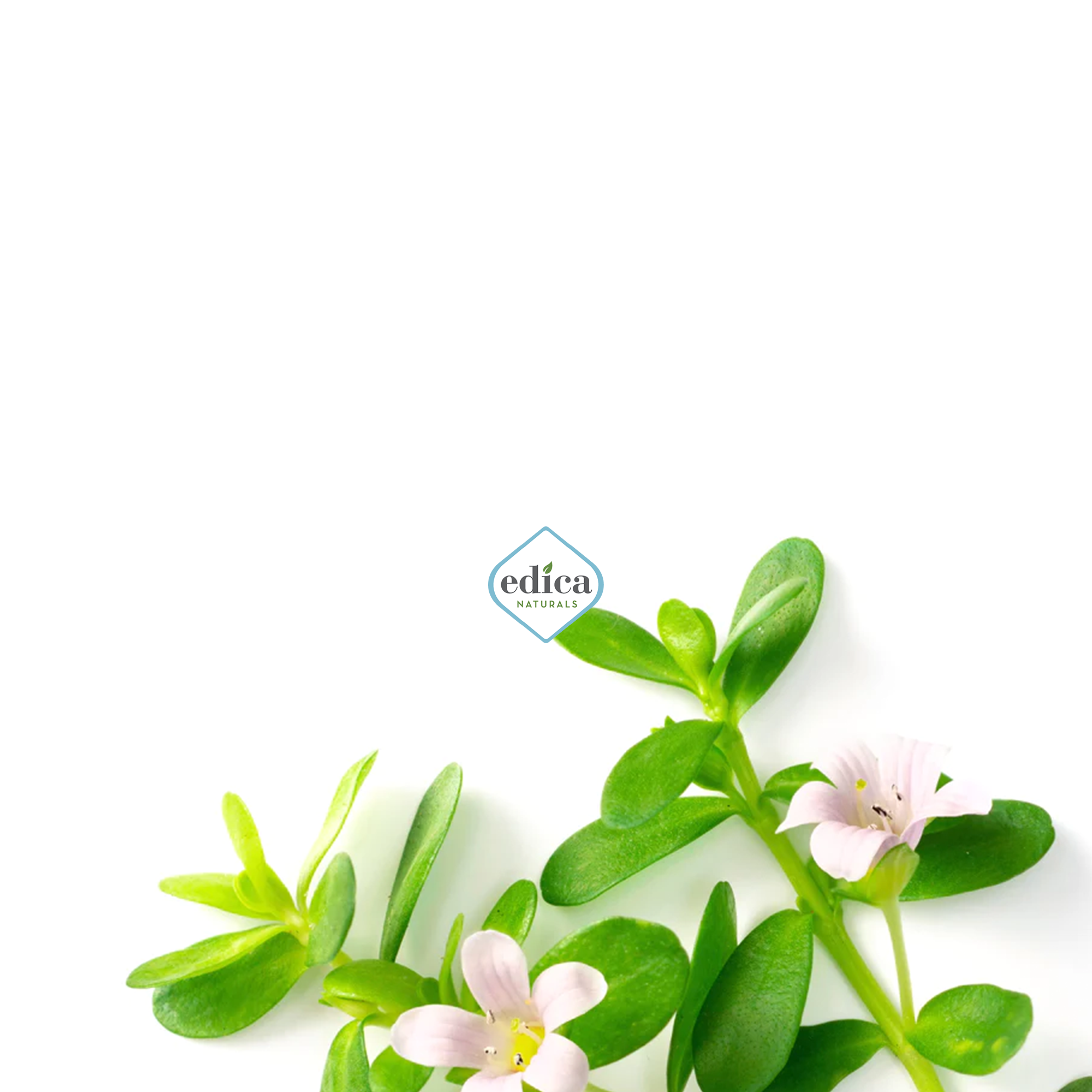 The Benefits of Bacopa for Mental Clarity