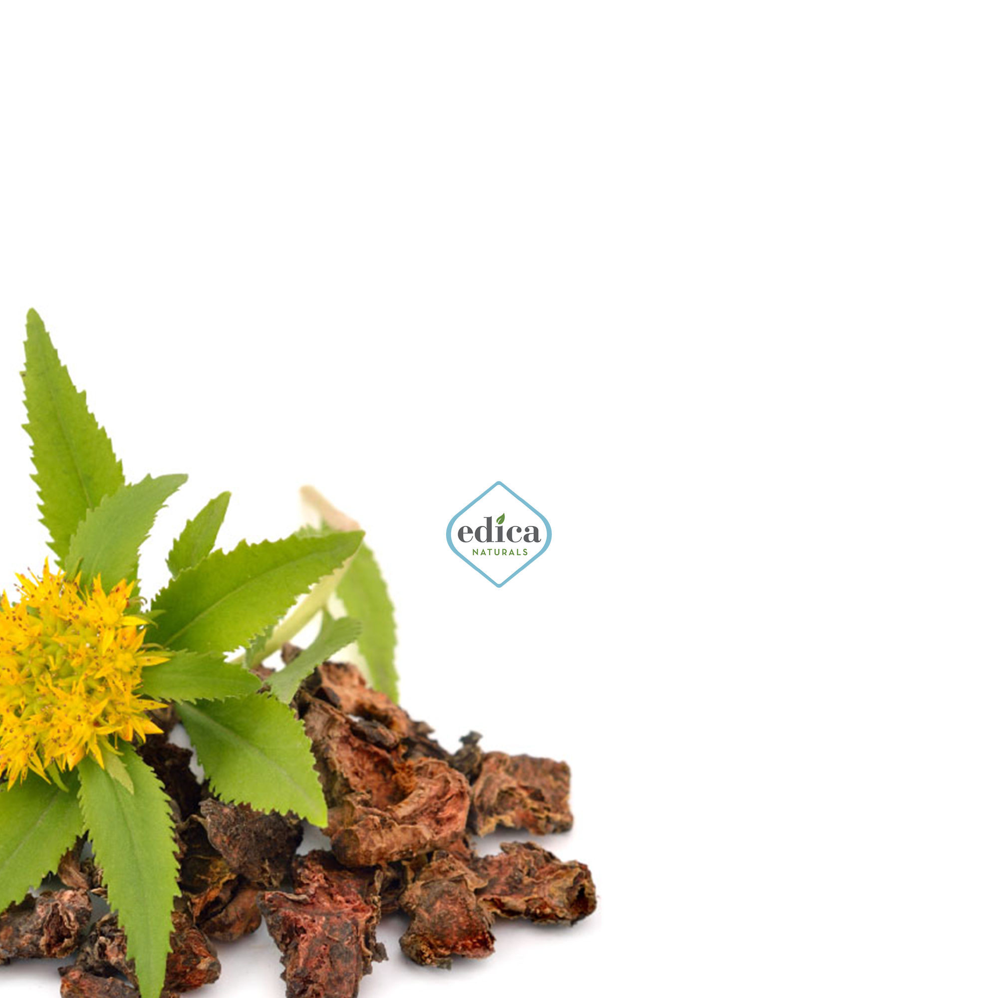 The Benefits of Rhodiola for Mental Focus