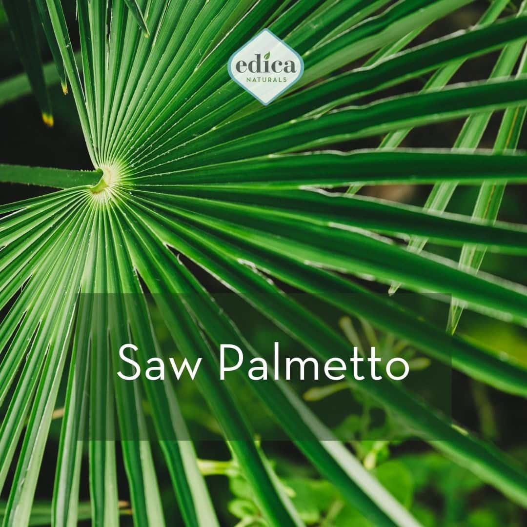 Saw Palmetto Ingredient