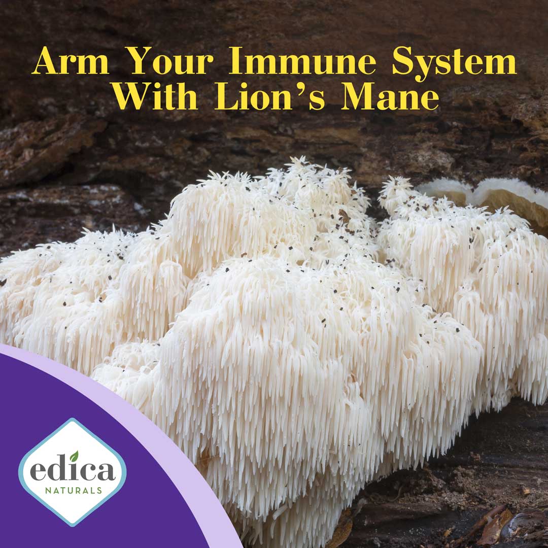 immune lions mane mushroom