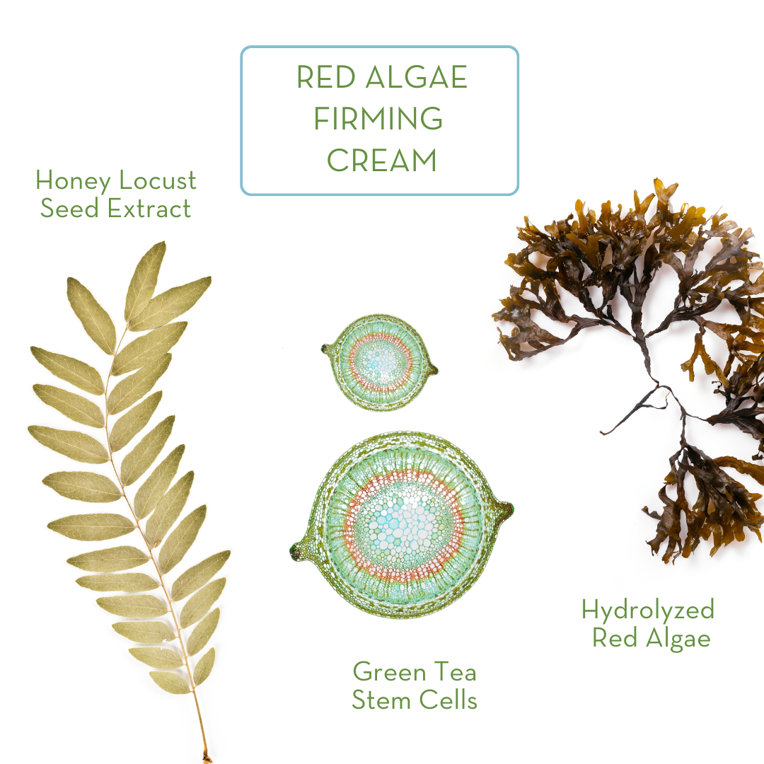 Red Algae Firming Cream